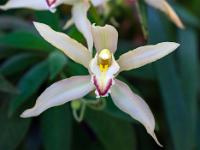 Orchidee Cymbidium